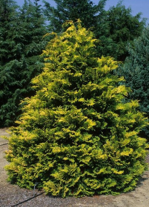 Buy Cripps Cypress is An Evergreen Plants & Trees Online